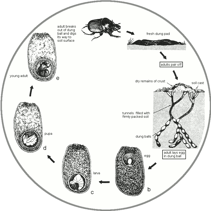 beetle life-cycle